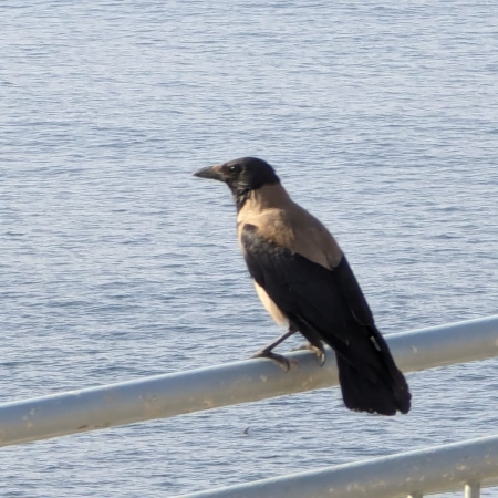 Hooded Crow